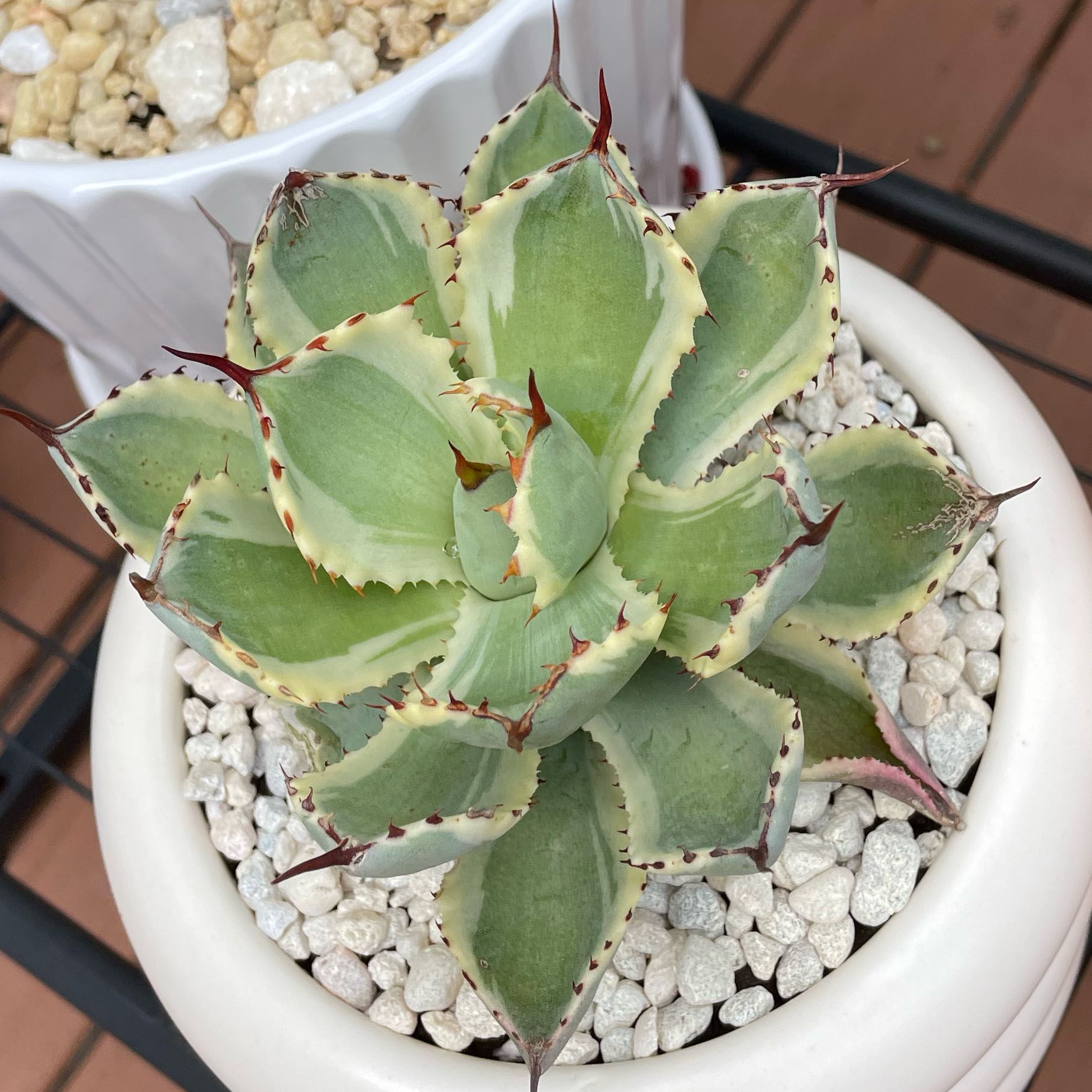 Photo of the plant species Lucky Crown Century Agave by @SwiftMedeola named Kyoto on Greg, the plant care app
