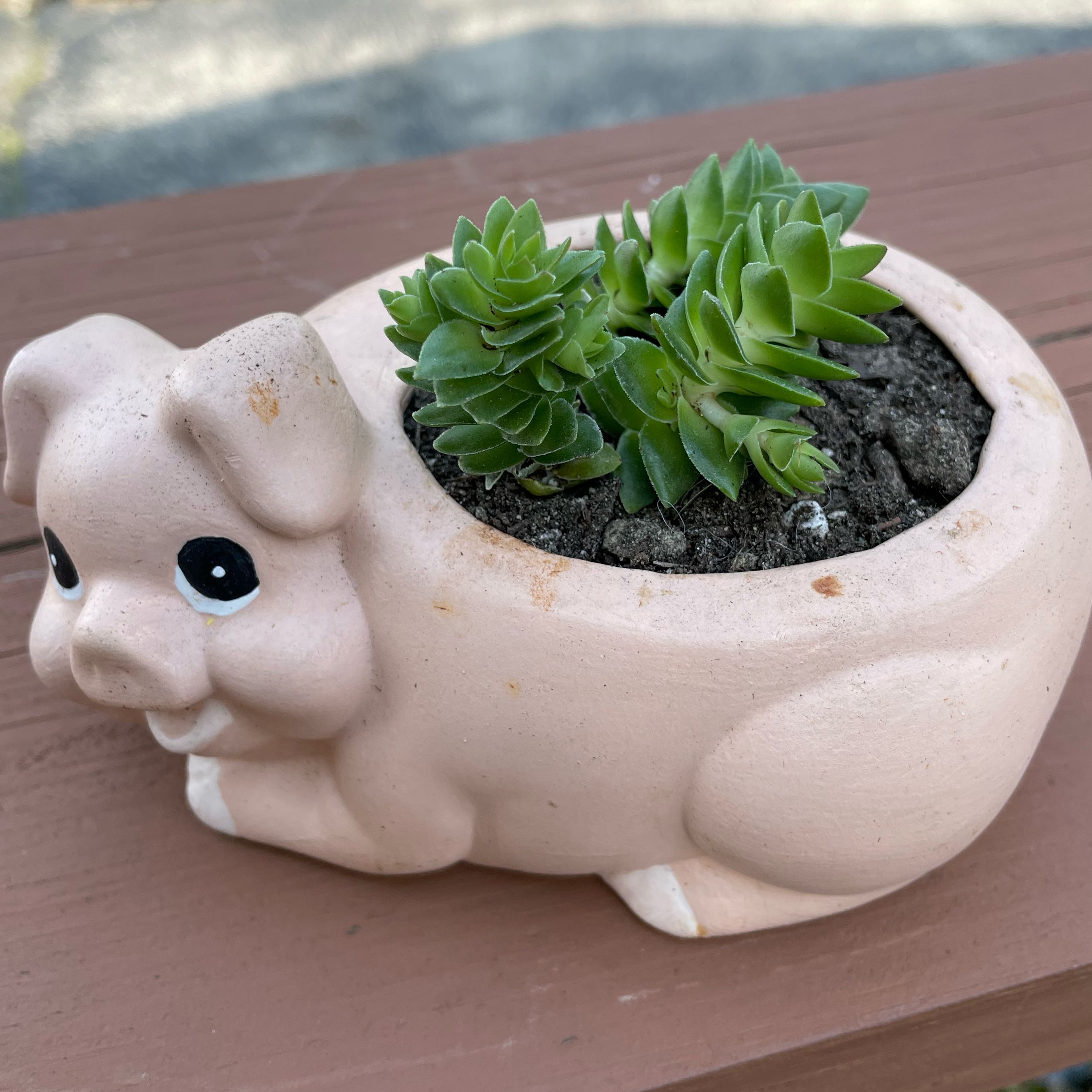 Photo of the plant species Crassula 'Spiralis Estagnol' by @SwiftMedeola named Babe on Greg, the plant care app