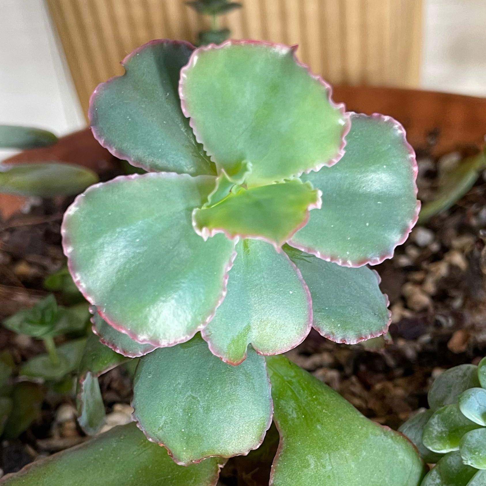 Photo of the plant species Echeveria Dick's Pink by @SwiftMedeola named Sol on Greg, the plant care app