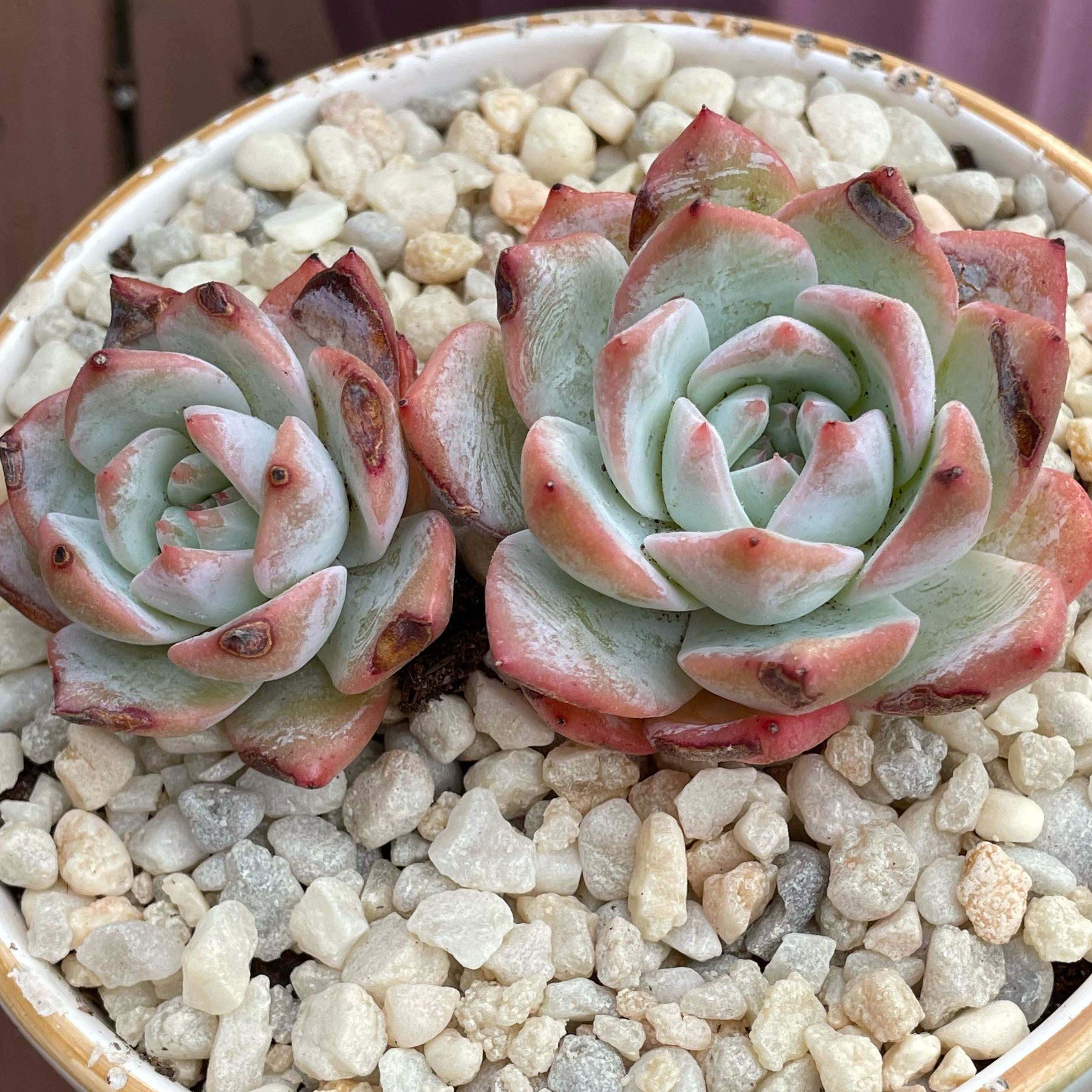 Photo of the plant species Echeveria Pink Blue Bird by @SwiftMedeola named Dottie on Greg, the plant care app