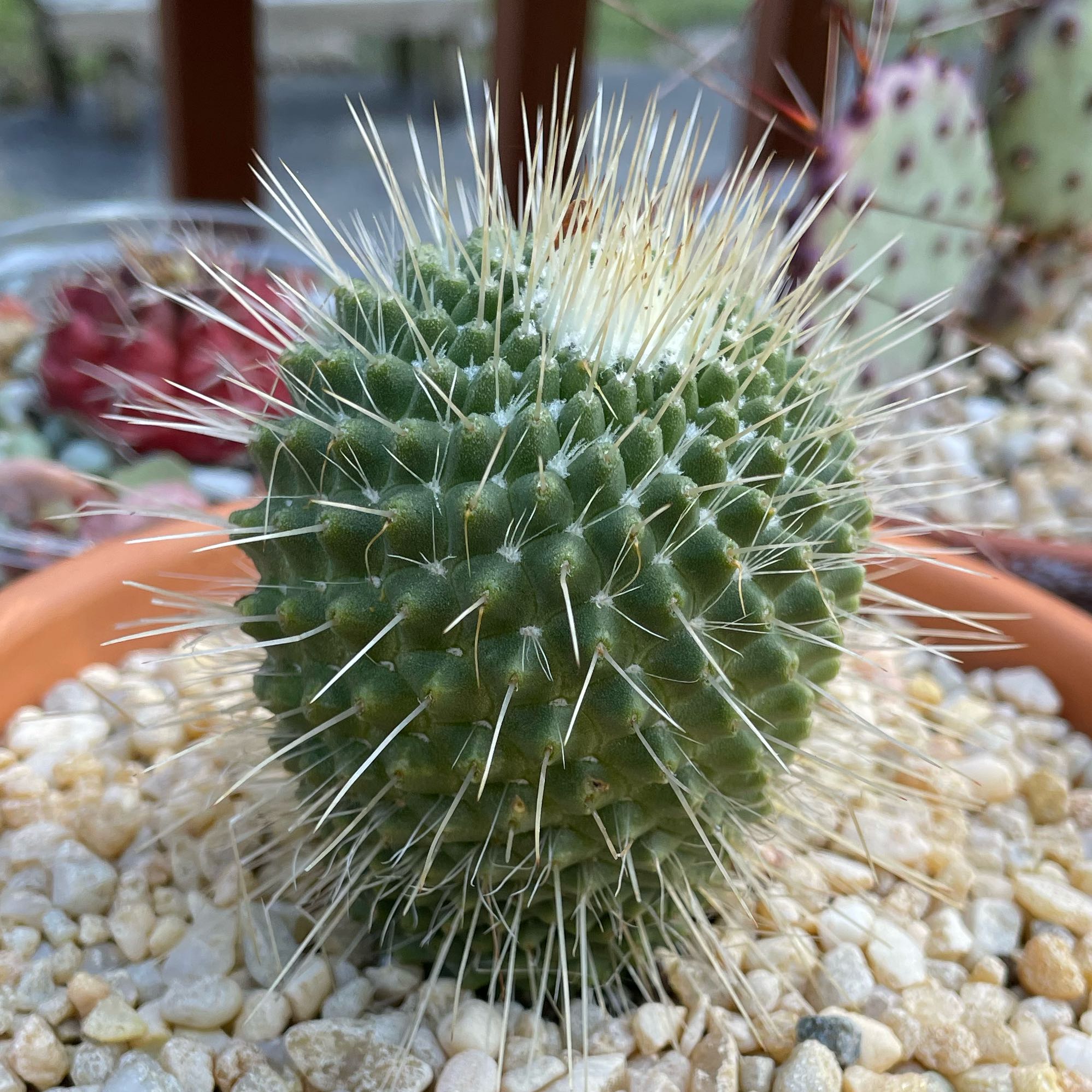 Photo of the plant species Mammillaria carnea by @SwiftMedeola named Daphne on Greg, the plant care app