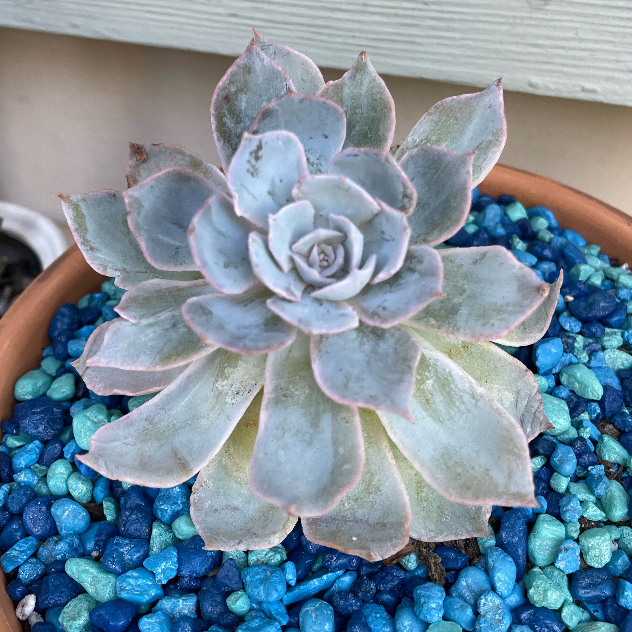 Plant care for Blue Flax.lily on Greg, the plant care app