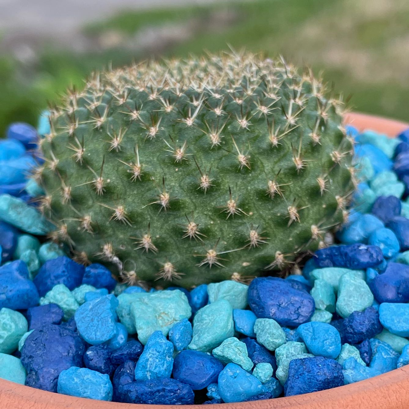 Photo of the plant species Rebutia Hybrid by @SwiftMedeola named Maya on Greg, the plant care app