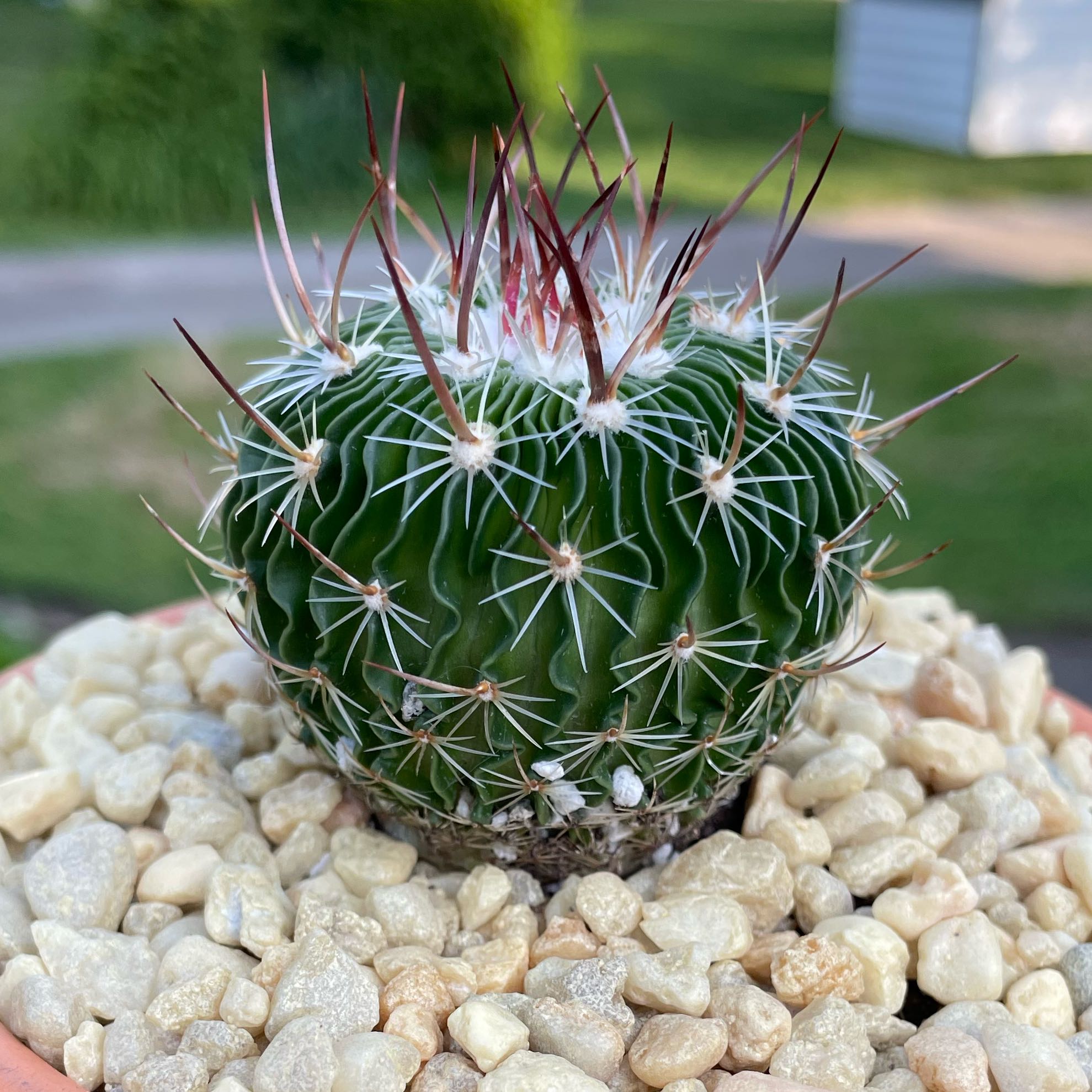 Plant care for Echinofossulocactus ochoterenae on Greg, the plant care app