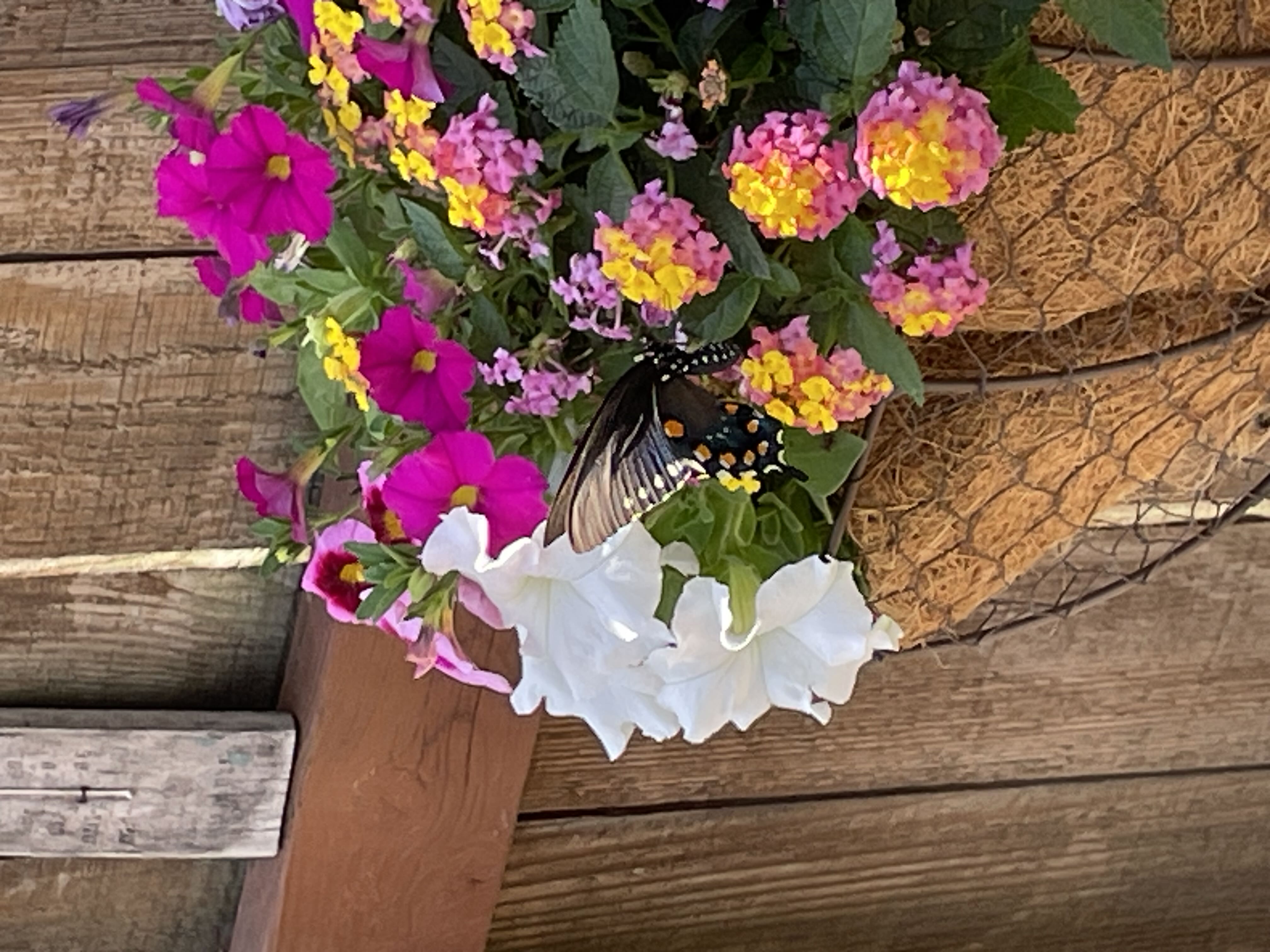 Photo from the post