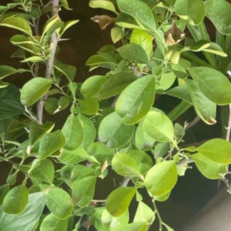 Ficus Ginseng plant in Eastland, Texas