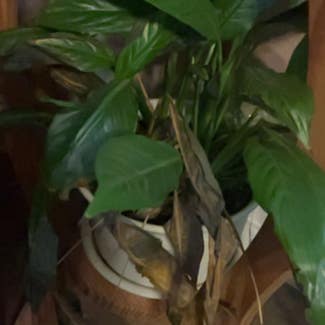 Peace Lily plant in Eastland, Texas