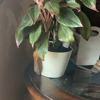 Chinese Evergreen plant in Eastland, Texas