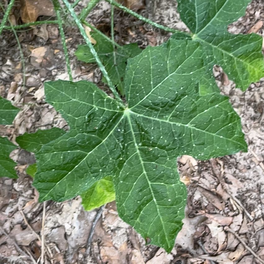 Photo of the plant species Chaya by @AdonicLimetuff named Winston on Greg, the plant care app