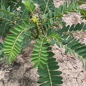 Photo of the plant species African Senna by @AdonicLimetuff named Marley on Greg, the plant care app