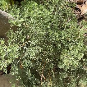 Photo of the plant species Southernwood by @AdonicLimetuff named McKinley on Greg, the plant care app