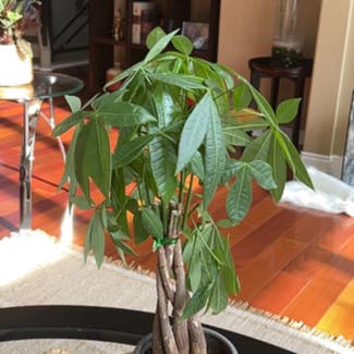 Money Tree plant in Shelby Township, Michigan