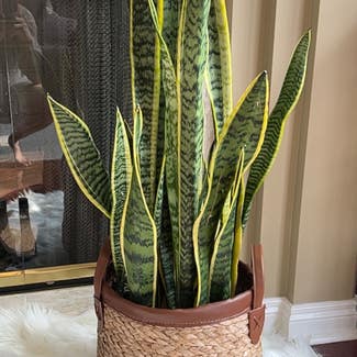 Snake Plant plant in Shelby Township, Michigan