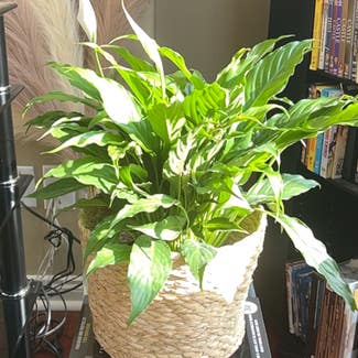 Peace Lily plant in Shelby Township, Michigan