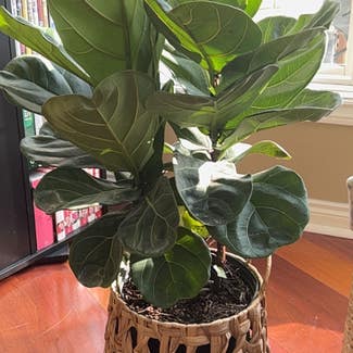 Fiddle Leaf Fig plant in Shelby Township, Michigan