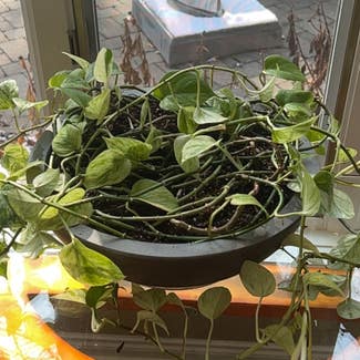 Golden Pothos plant in Shelby Township, Michigan
