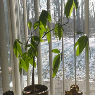 Money Tree plant in Shelby Township, Michigan