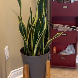 Snake Plant plant in Shelby Township, Michigan