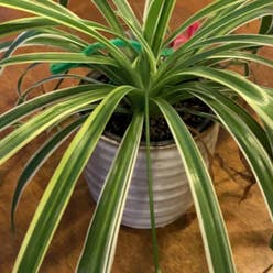 Spider Plant plant
