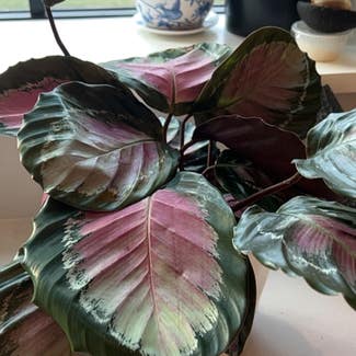 Rose Calathea plant in Chevy Chase, Maryland