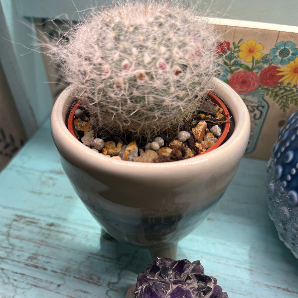Potted Old Lady Cactus with fuzzy white appearance, healthy condition.