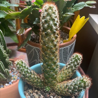 Lady Finger Cactus plant in Bay Shore, New York