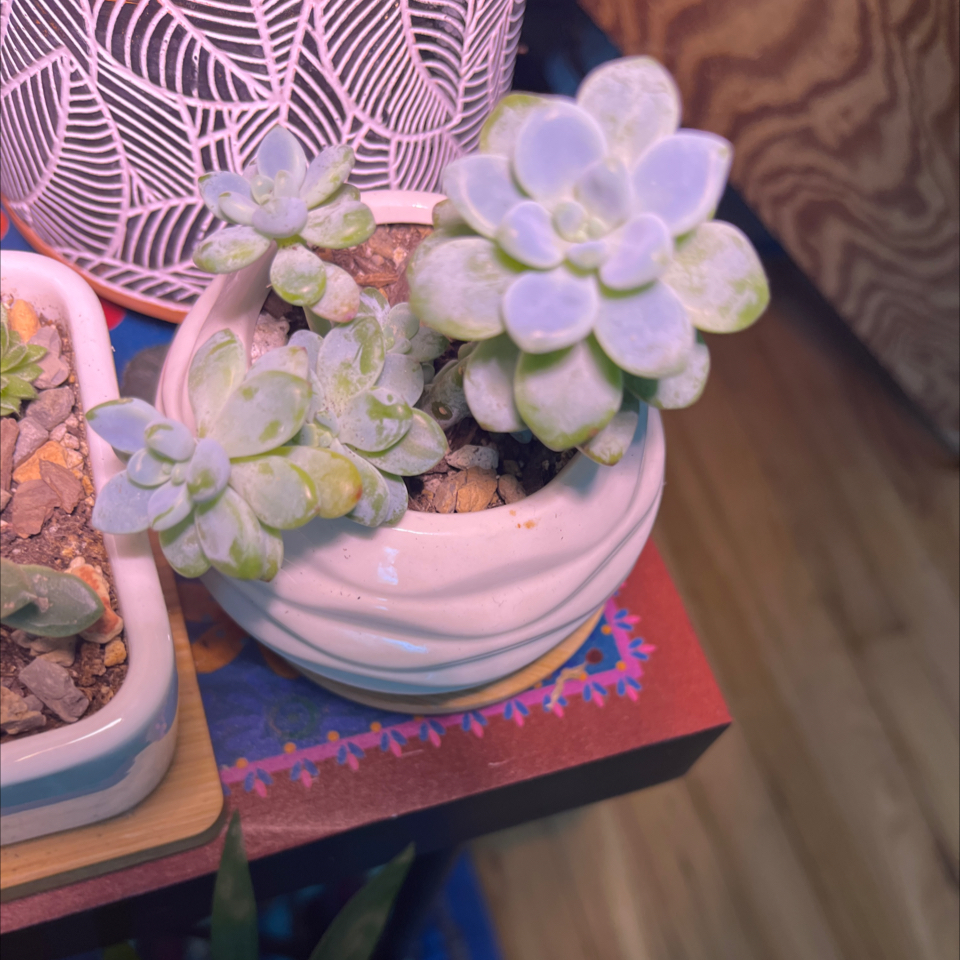 Potted Sedum treleasei succulent with thick, fleshy leaves in a white pot.