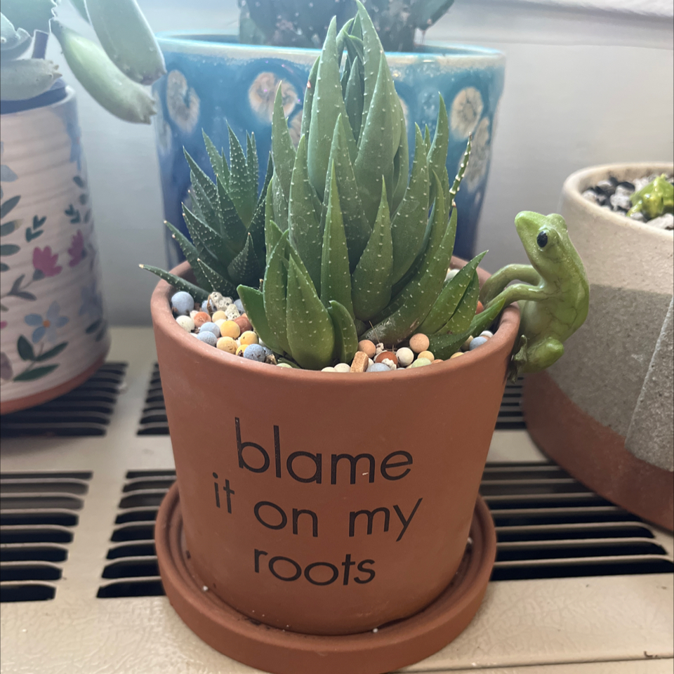 Photo of the plant species Haworthia rubrobrunnea by @Rockrlee named Thia Rubro on Greg, the plant care app