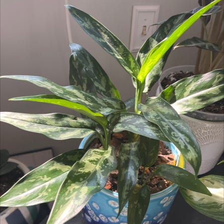 Photo of the plant species Emerald Bay Chinese Evergreen by @Rockrlee named Yang ☯️ on Greg, the plant care app