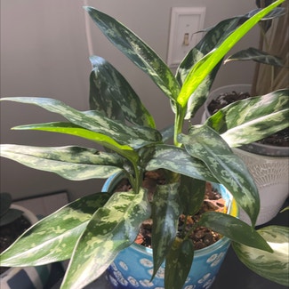 Emerald Bay Chinese Evergreen plant in Bay Shore, New York