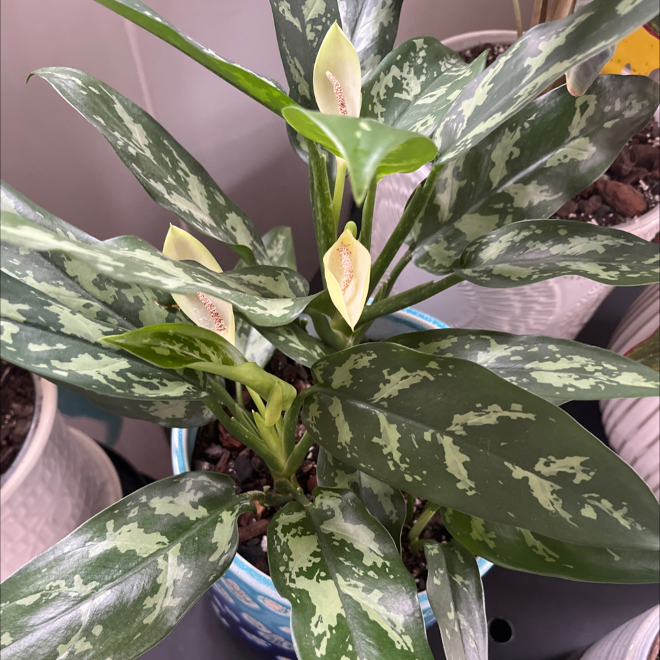 Photo of the plant species Chinese Evergreen by @Rockrlee named Yin ☯️ on Greg, the plant care app