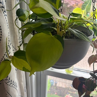 Philodendron Brasil plant in Bay Shore, New York