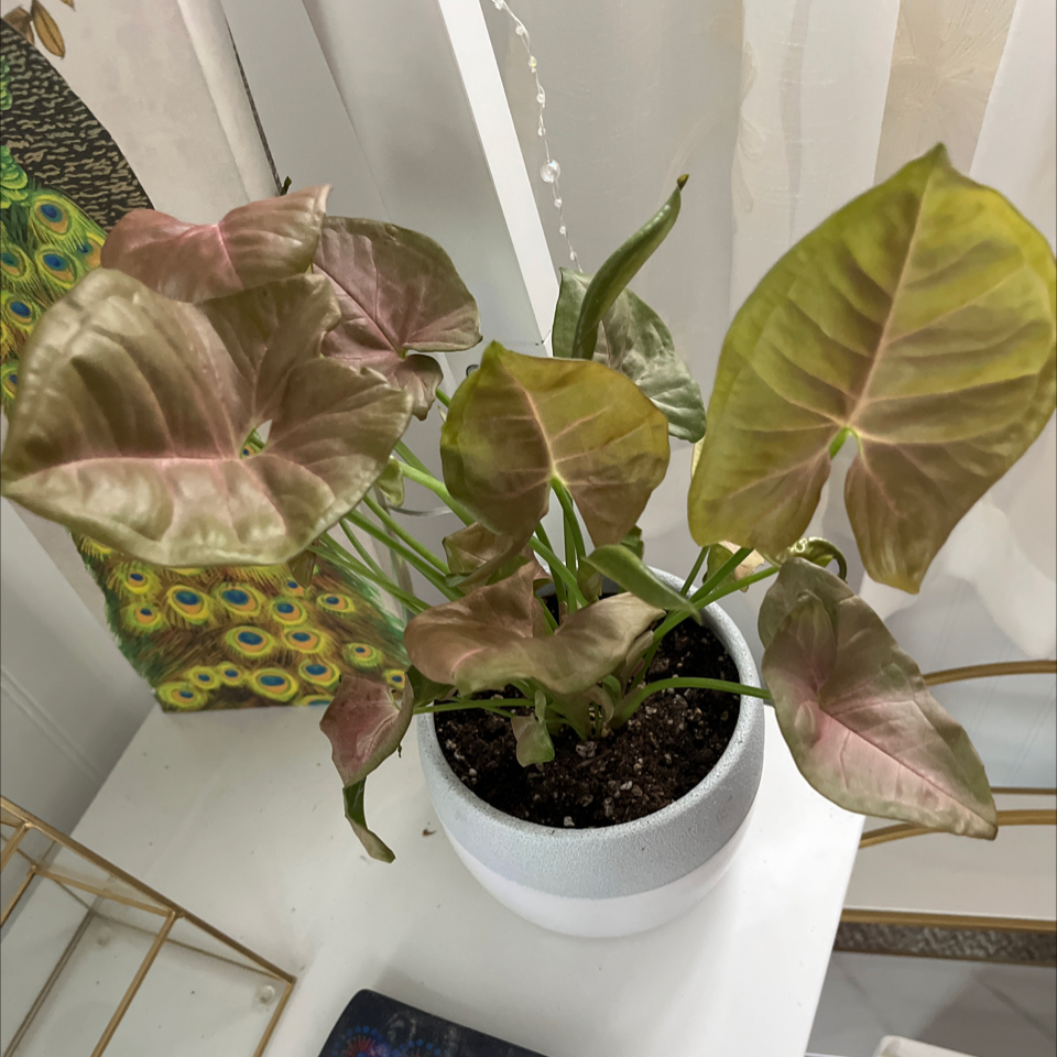 Pink Arrowhead Vine in a white pot with healthy leaves, placed on a white surface.