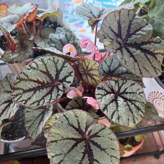 Painted-leaf Begonia plant in Bay Shore, New York