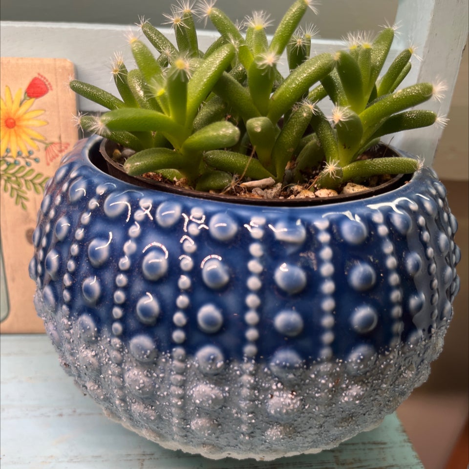 Why Are My Miniature Desert Rose Leaves Turning Yellow?