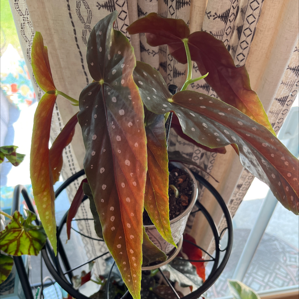 Plant care for Polka Dot Begonia on Greg, the plant care app