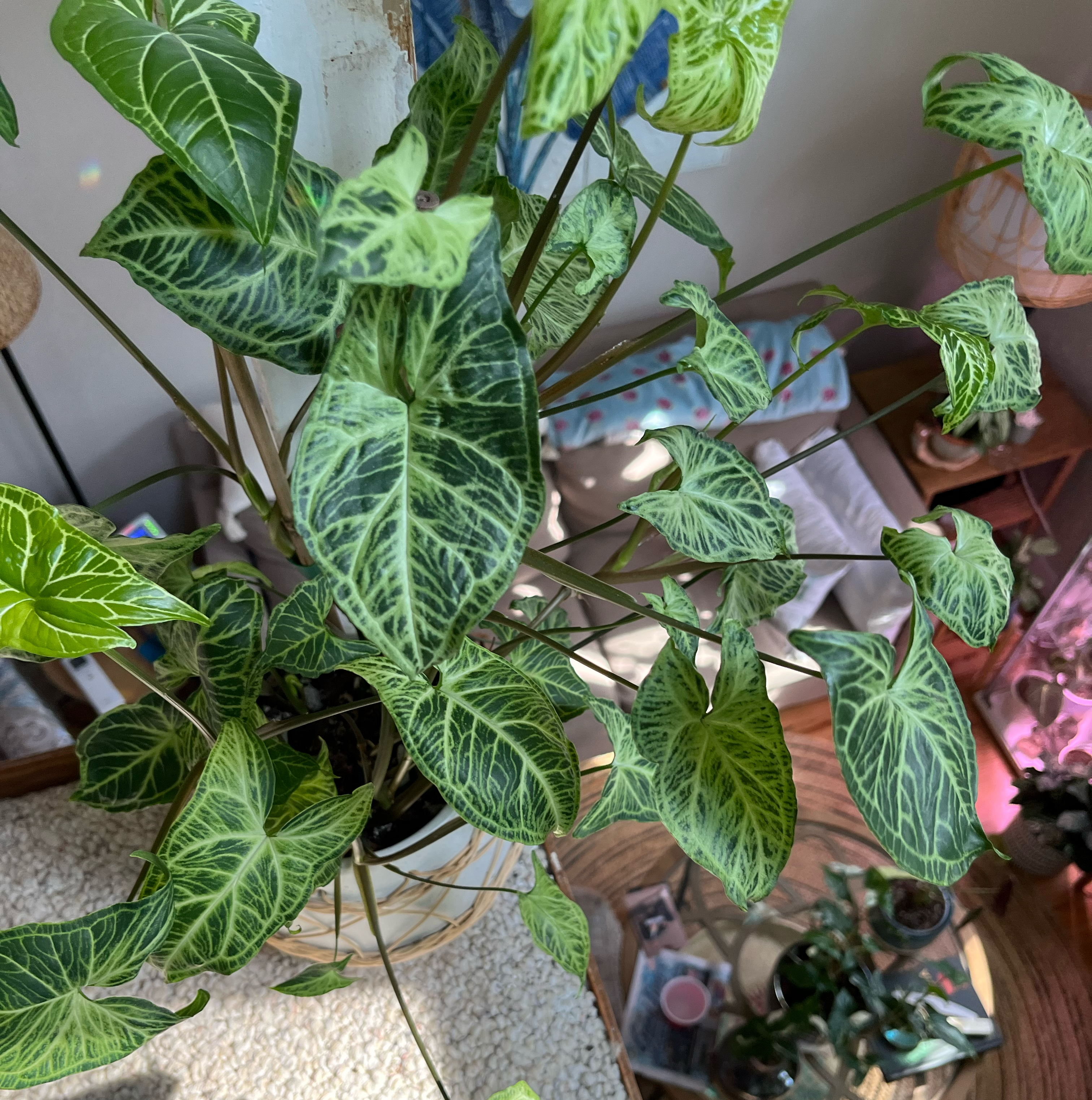 Syngonium 'Batik' plant with variegated leaves, appears healthy.