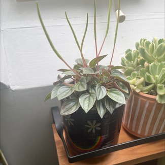 Silver Frost Peperomia plant in Bay Shore, New York