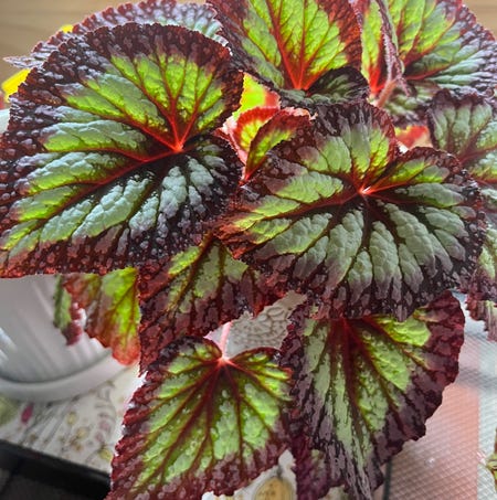 Photo of the plant species Begonia Fireworks by @Rockrlee named Begonia Grucci 🧨 on Greg, the plant care app