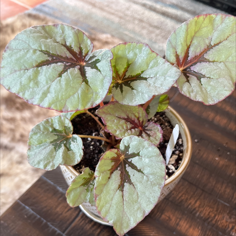 Painted-leaf Begonia in a pot with healthy leaves and visible soil.
