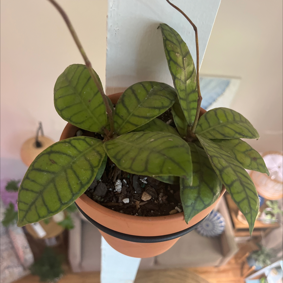 Potted Stiff Leafed Hoya plant with prominent veins on green leaves.