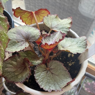 Painted-leaf Begonia plant in Bay Shore, New York