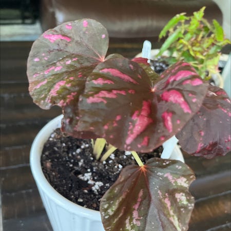 Photo of the plant species Begonia 'Candy Stripes' by @Rockrlee named Begonia Taffy on Greg, the plant care app