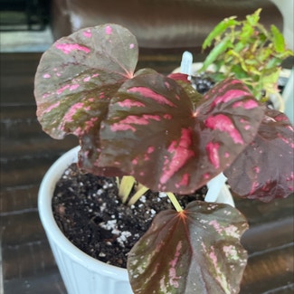 Begonia 'Candy Stripes' plant in Bay Shore, New York