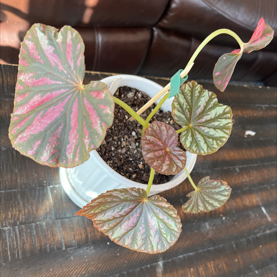 Photo of the plant species Begonia 'Candy Stripes' by @Rockrlee named B.Taffy on Greg, the plant care app