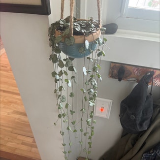 String of Hearts plant in Bay Shore, New York