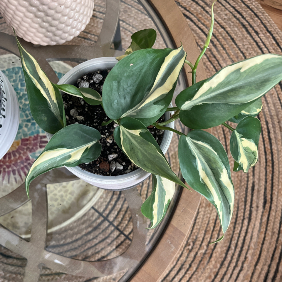 Philodendron 'Rio' plant in a white pot with variegated green and cream leaves on a glass table.