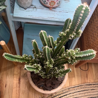 Fairy Castle Cactus plant in Bay Shore, New York