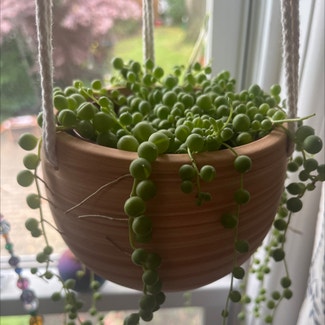 String of Pearls plant in Bay Shore, New York