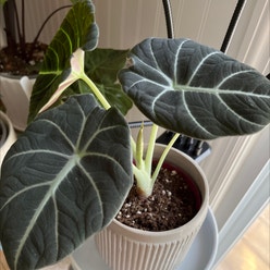 Black Velvet Alocasia plant